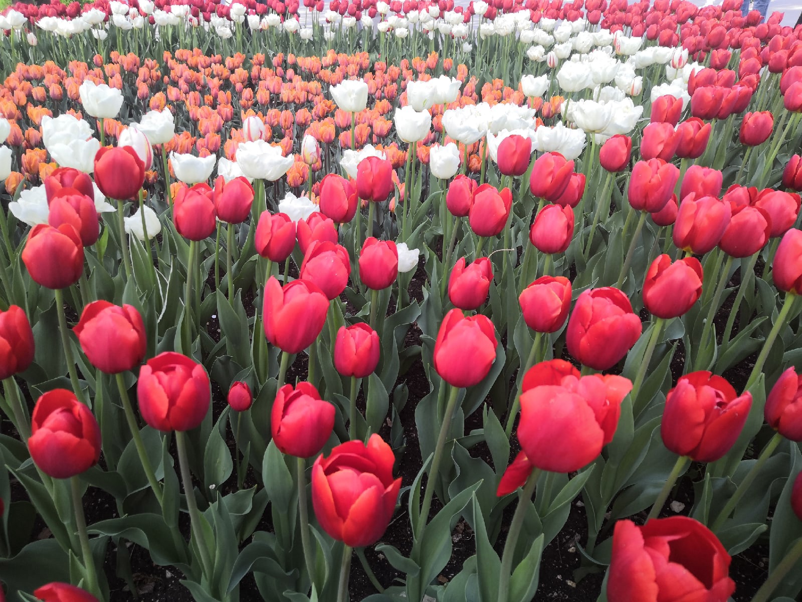 Отдых на ЮБК – парад тюльпанов